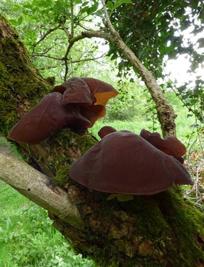 Growing on elder at Ickworth Park, Suffolk.